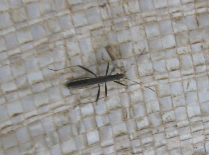 Micrelytra fossularum